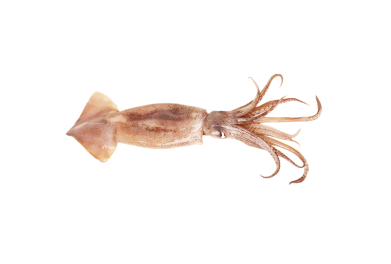 Кальмар